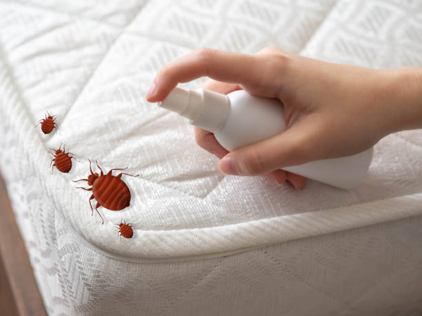 Best Bed Bug Extermination  in Wewa, OK