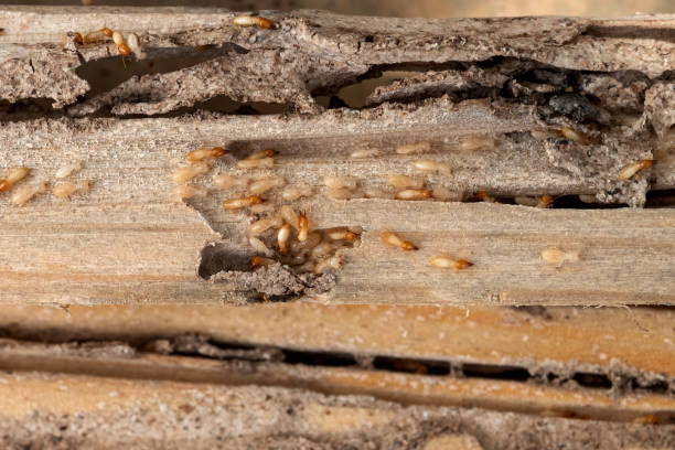 Best Pest Prevention Services  in Wewa, OK